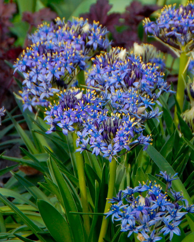 Scilla peruviana