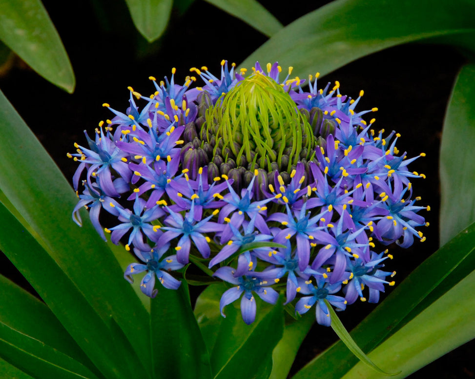 Scilla peruviana