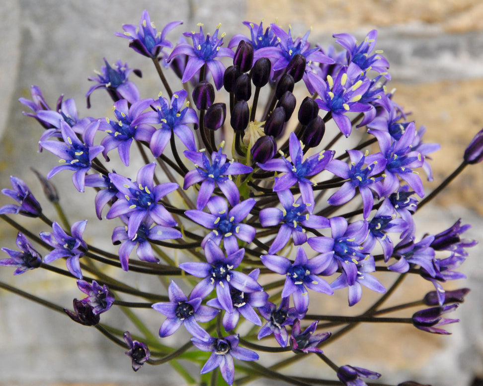Scilla peruviana