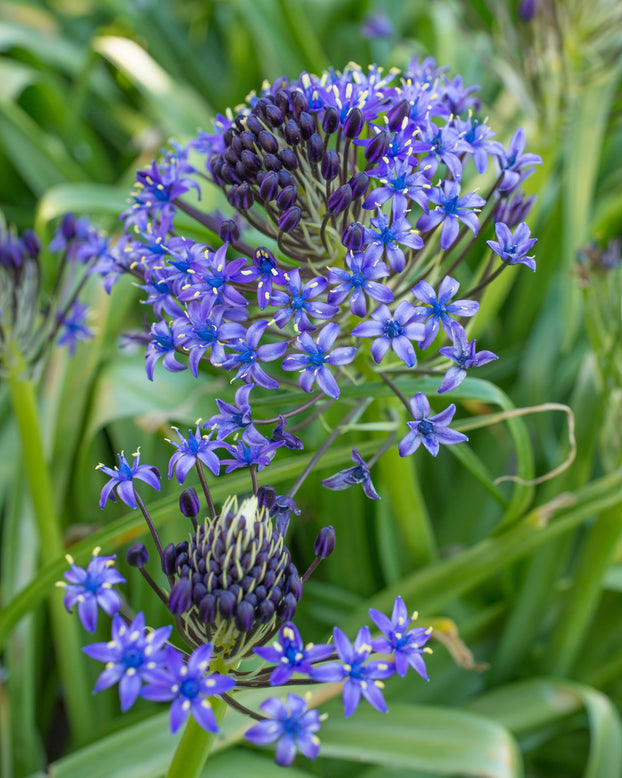 Scilla peruviana