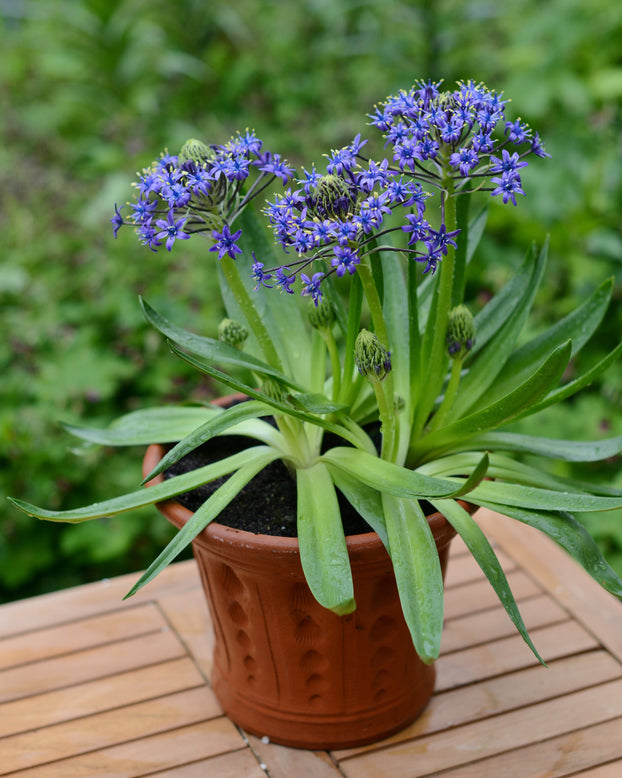 Scilla peruviana