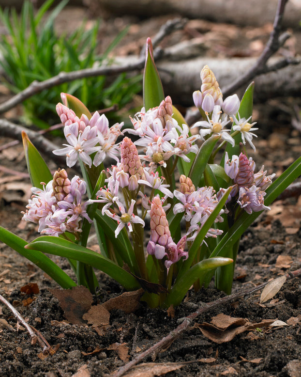 Scilla 'Rosea'