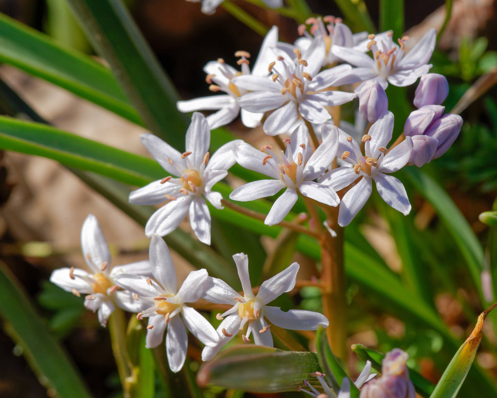 Scilla 'Rosea'