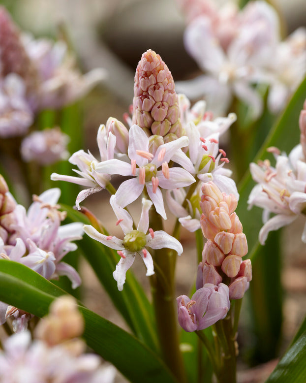 Scilla 'Rosea'
