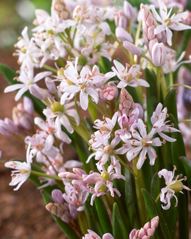 Scilla 'Rosea'
