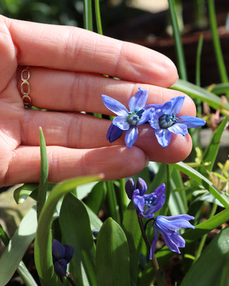 Scilla siberica Scilla siberica