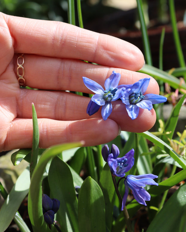 Scilla siberica