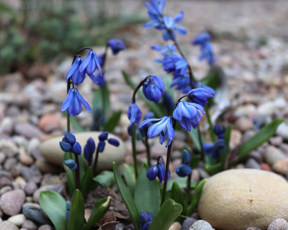 Scilla siberica
