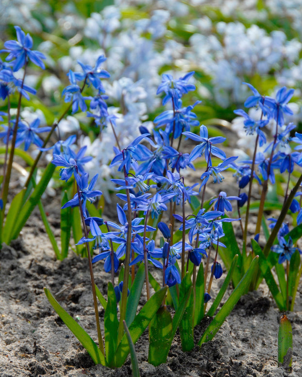 Flower BulbsSiberica (Siberian Squill) Bulbs UK - 1