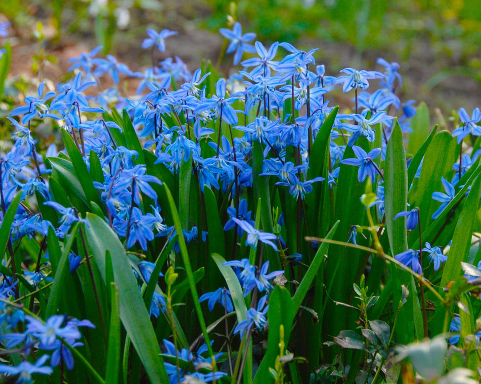 Scilla siberica