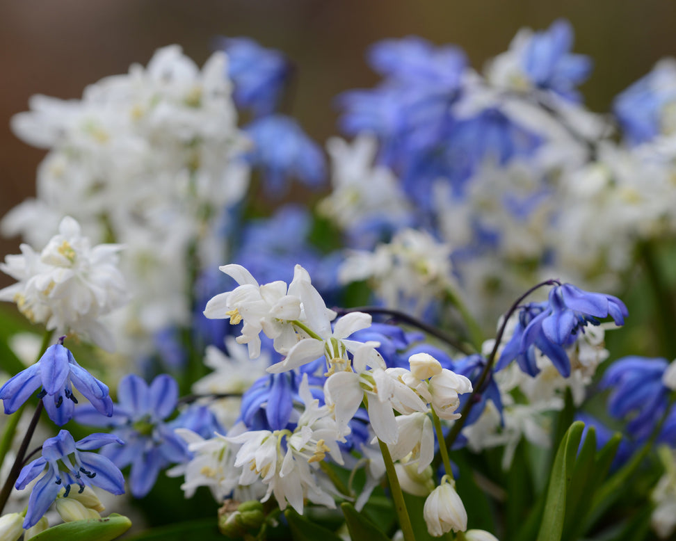 Scilla 'Alba'