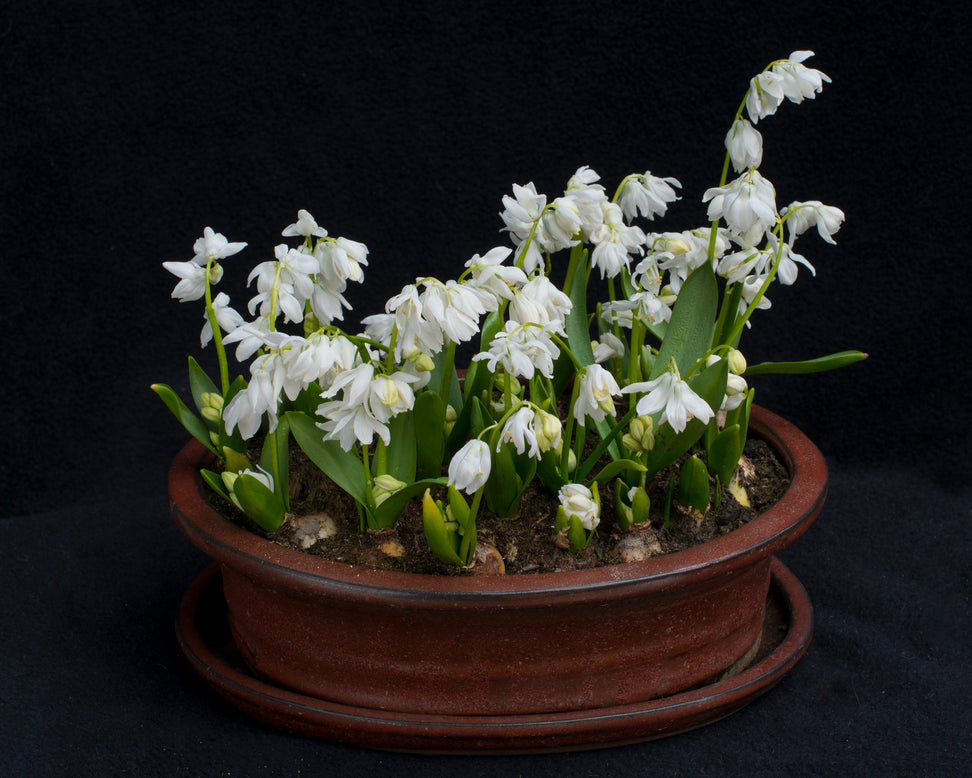 Scilla 'Alba'