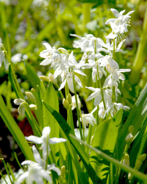 Scilla 'Alba'