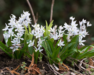 Scilla 'Alba' Scilla 'Alba'