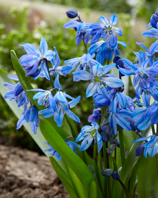 Scilla siberica Scilla siberica