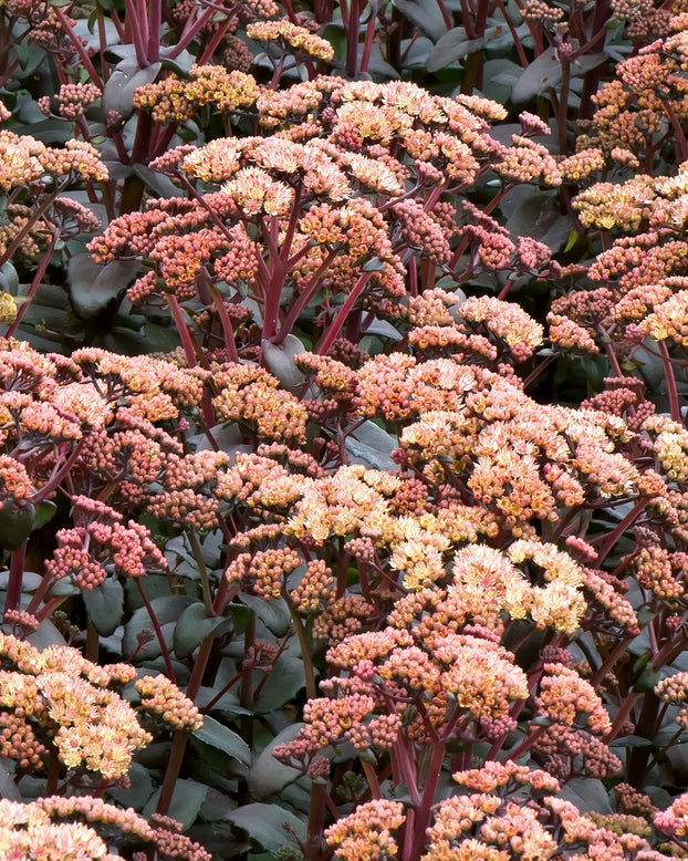 Sedum 'Orange Xenox'