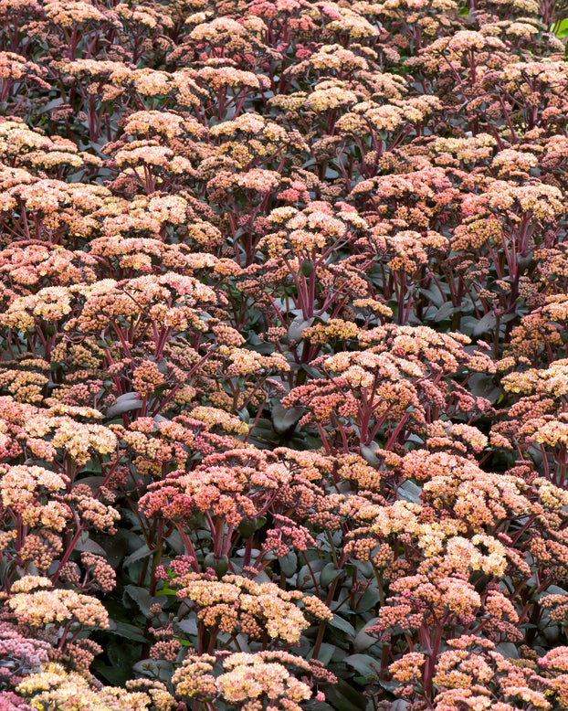 Sedum 'Orange Xenox'