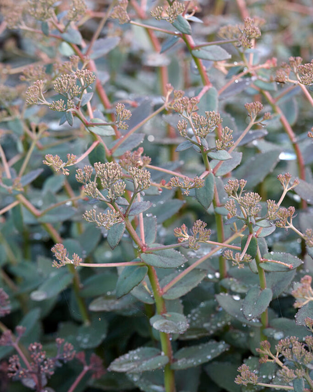 Sedum 'Orange Xenox'