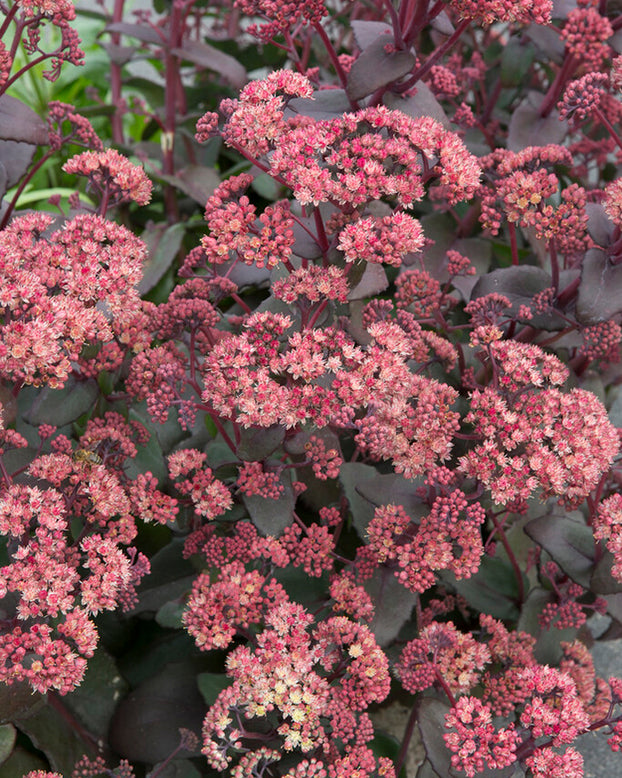 Sedum 'Orange Xenox'