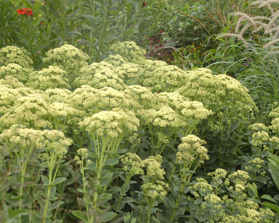Sedum 'Sunkissed'