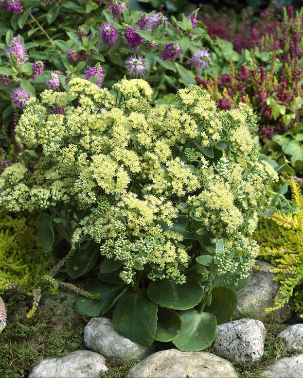 Sedum 'Sunkissed'