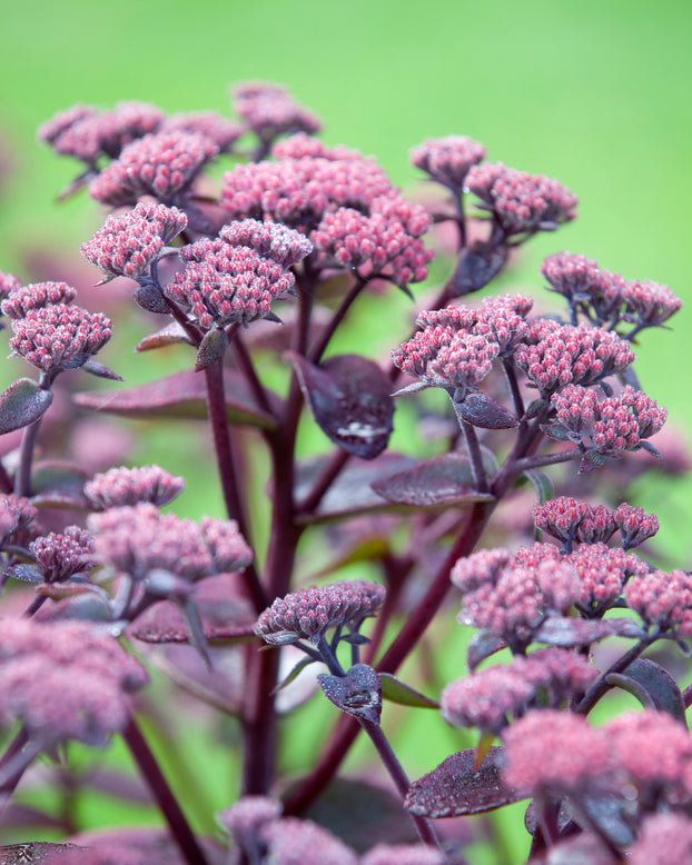 Sedum 'Xenox'
