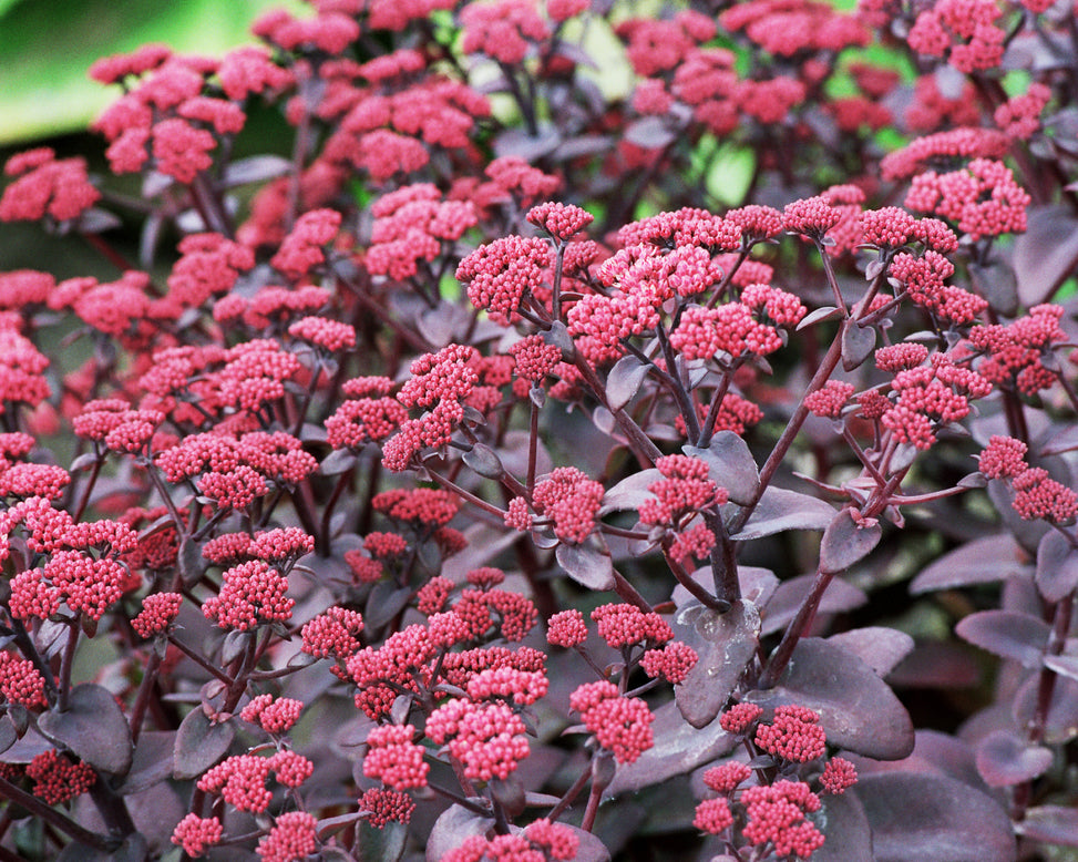 Sedum 'Xenox'
