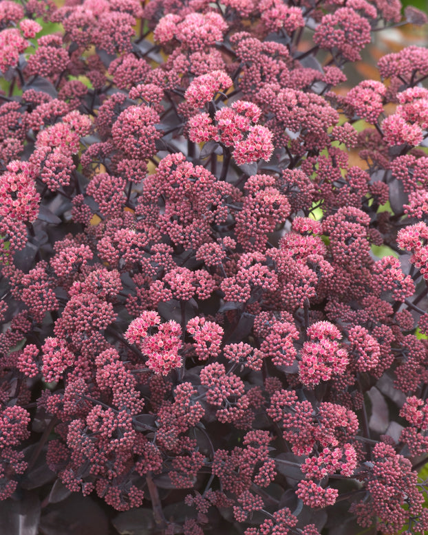 Sedum 'Xenox'
