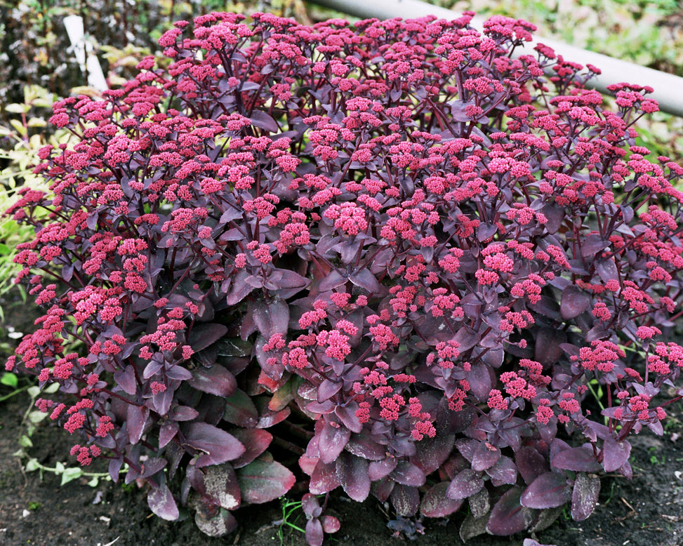 Sedum 'Xenox'