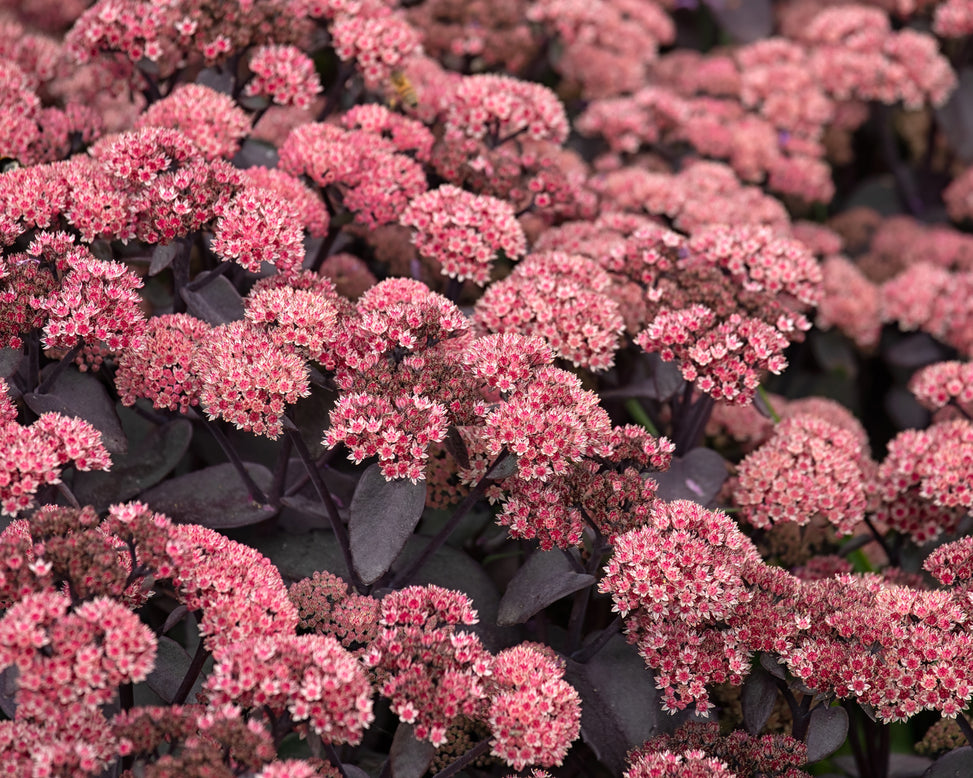 Sedum 'Xenox'