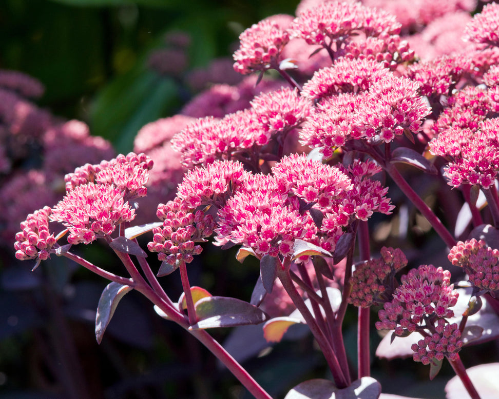 Sedum 'Xenox'
