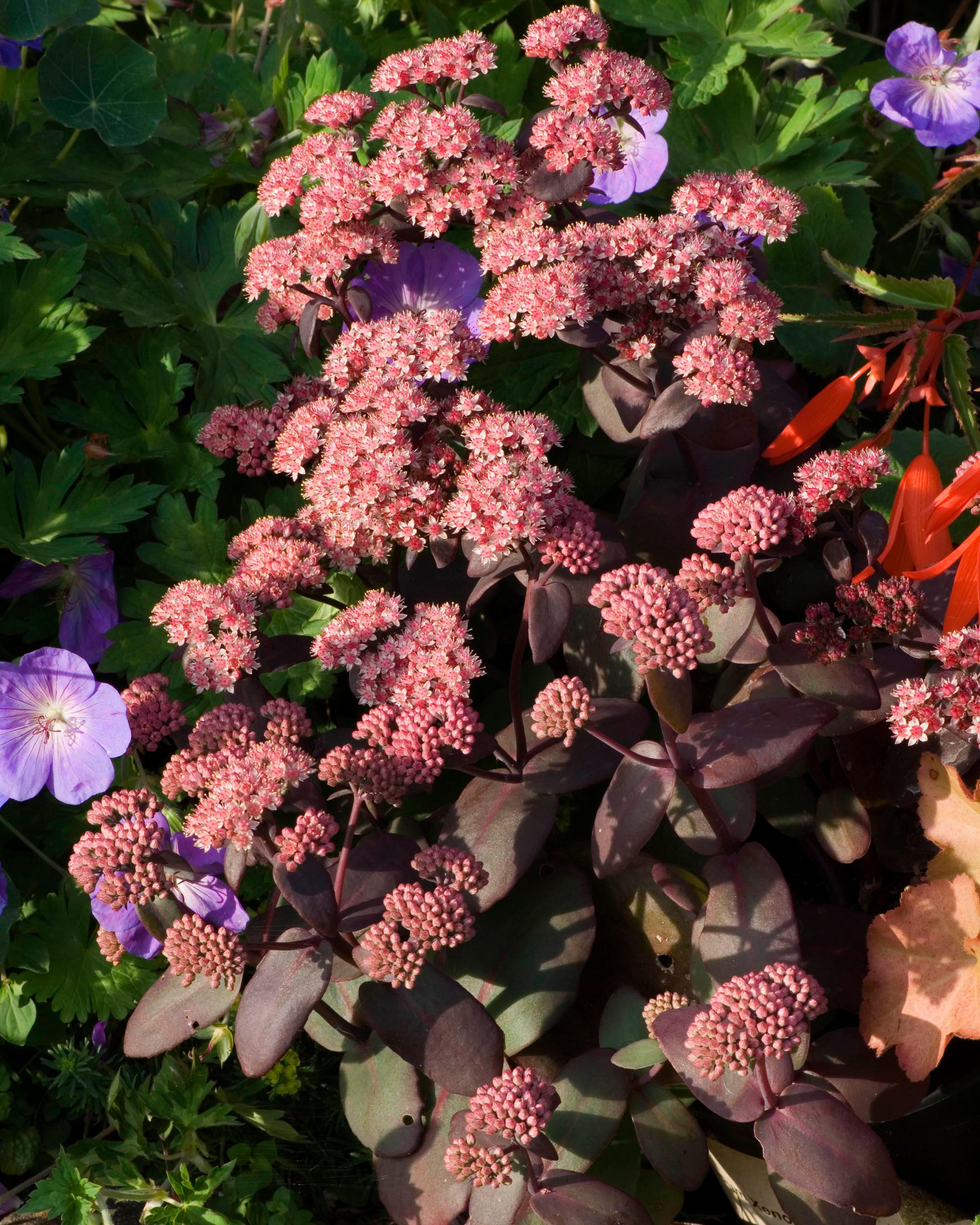 Sedum Xenox