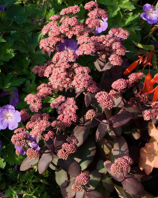 Sedum 'Xenox'