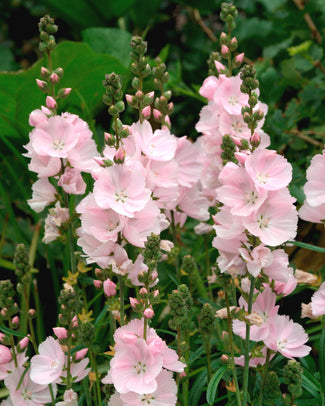 Sidalcea 'Little Princess' Sidalcea 'Little Princess'