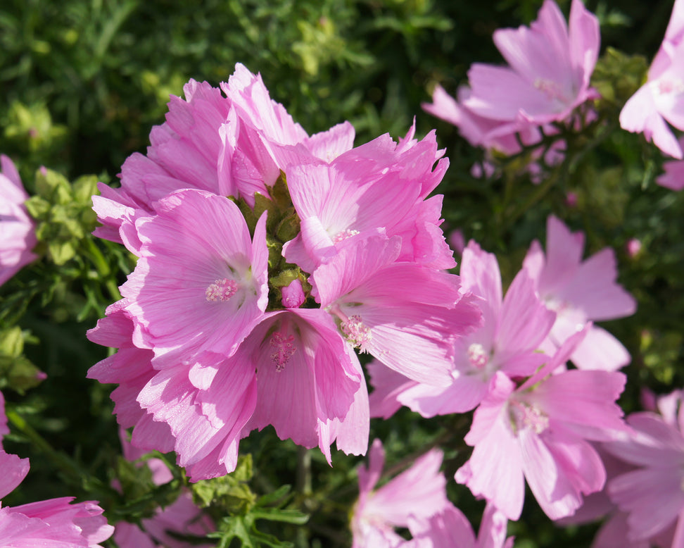 Sidalcea 'Little Princess'