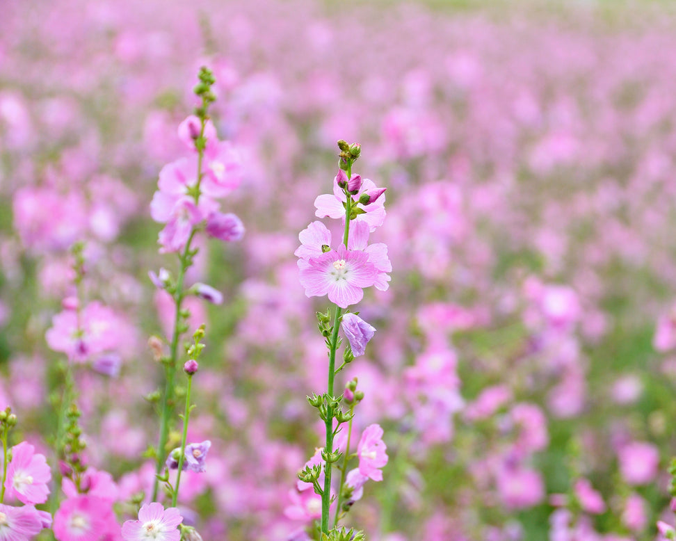 Sidalcea 'Little Princess'