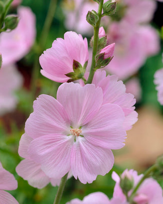 Sidalcea 'Little Princess' Sidalcea 'Little Princess'