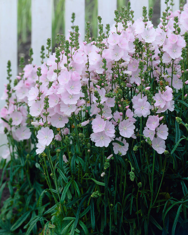Sidalcea 'Little Princess'