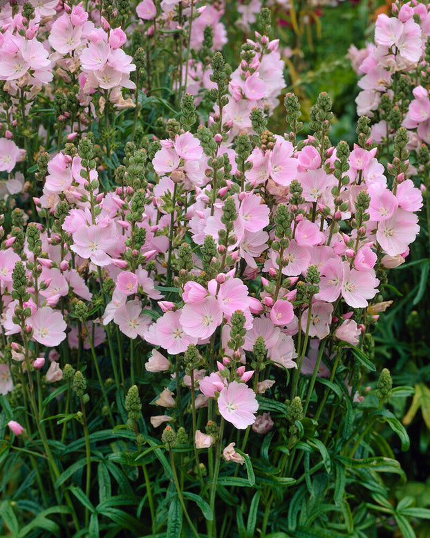 Sidalcea 'Little Princess'