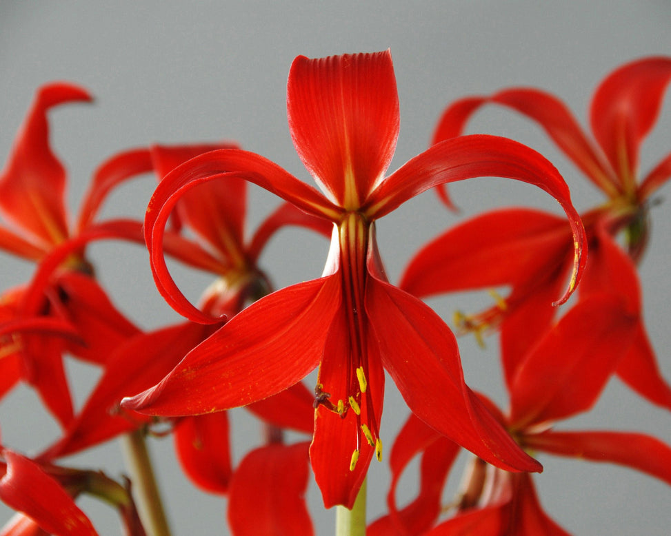 Sprekelia formosissima