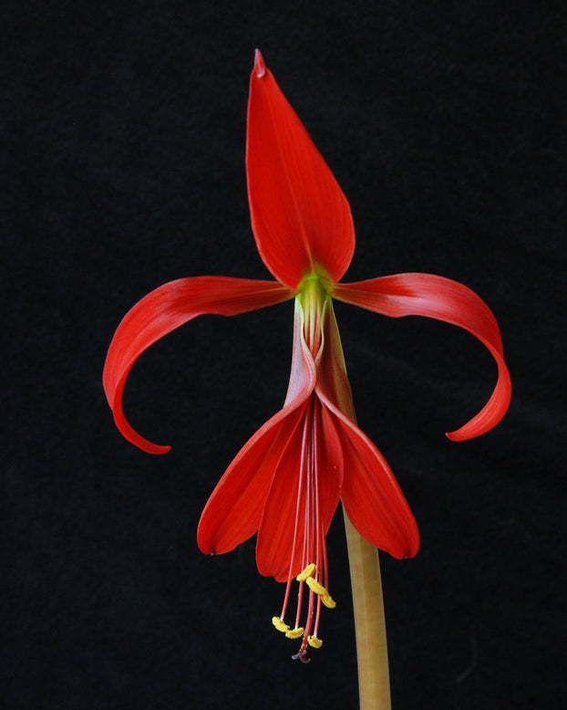 Sprekelia formosissima