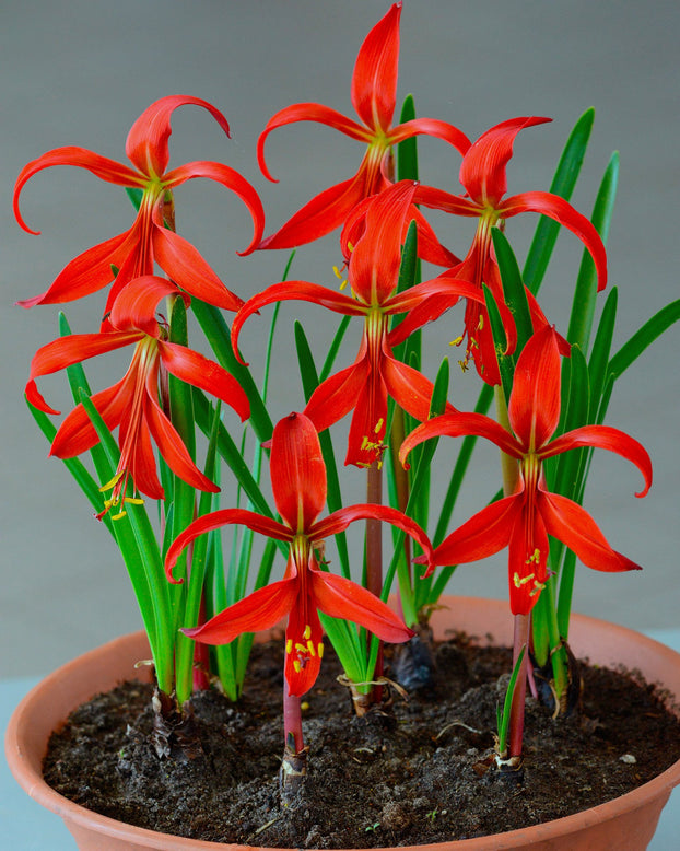 Sprekelia formosissima