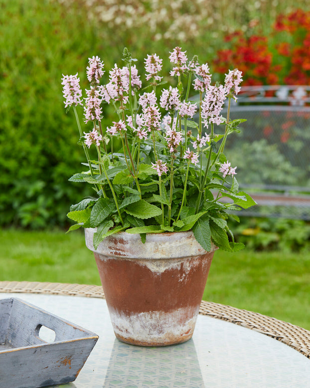 Stachys 'Summer Sweets'