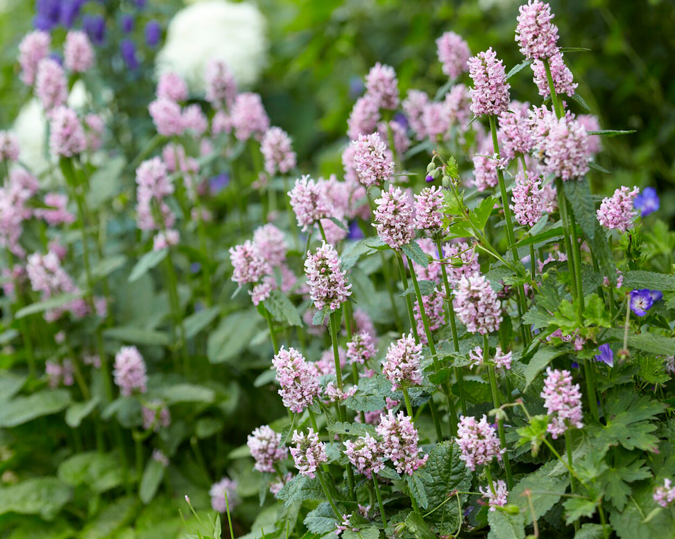 Stachys 'Summer Sweets'