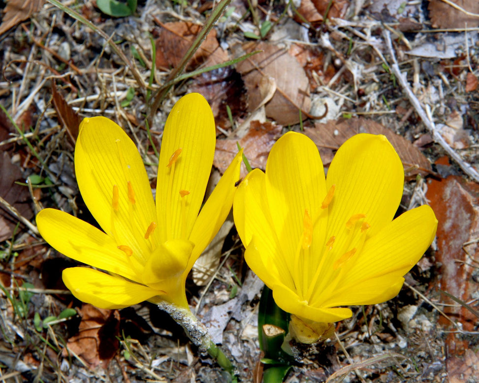 Sternbergia lutea
