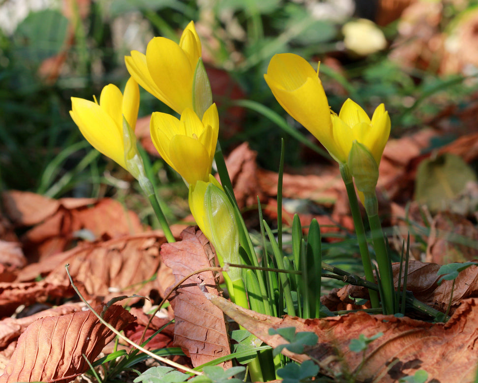 Sternbergia lutea