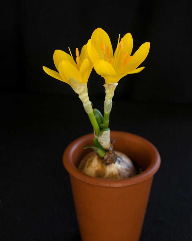 Sternbergia lutea