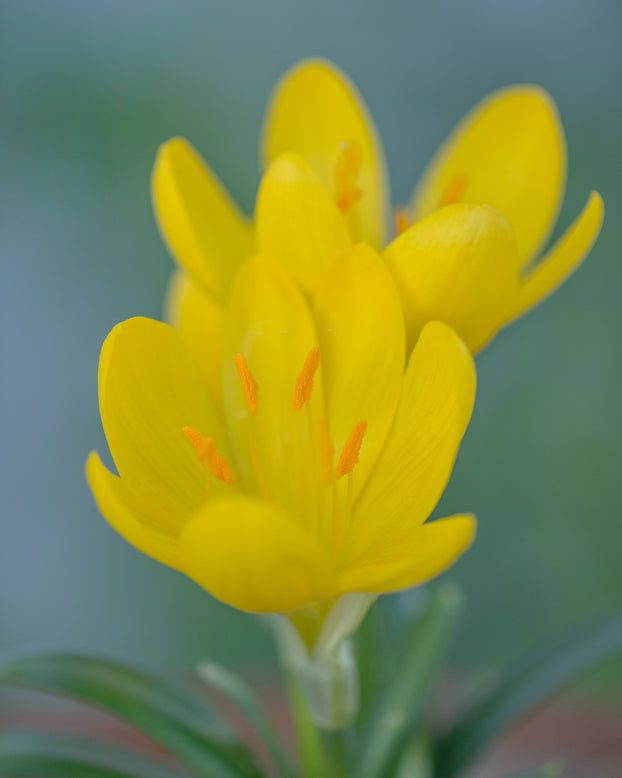 Sternbergia lutea