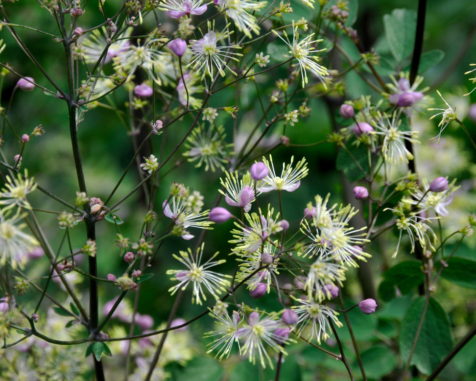 Thalictrum 'Anne'