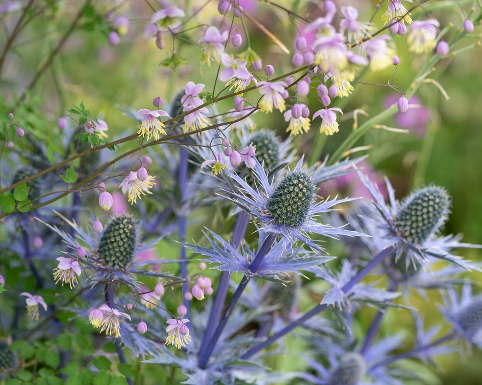 Thalictrum 'Anne'